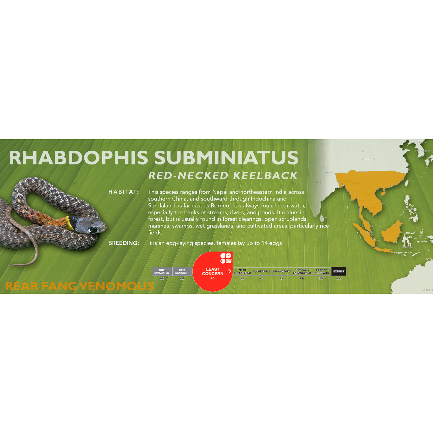 Red-Necked Keelback (Rhabdophis subminiatus) Classic Vivarium Label