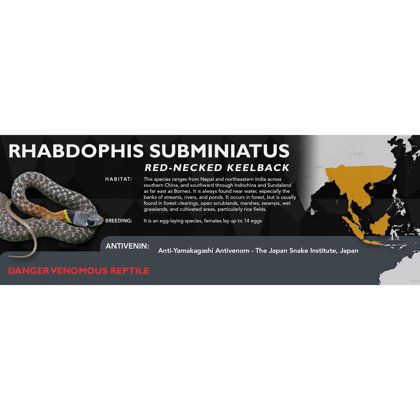 Red-Necked Keelback (Rhabdophis subminiatus) Classic Vivarium Label