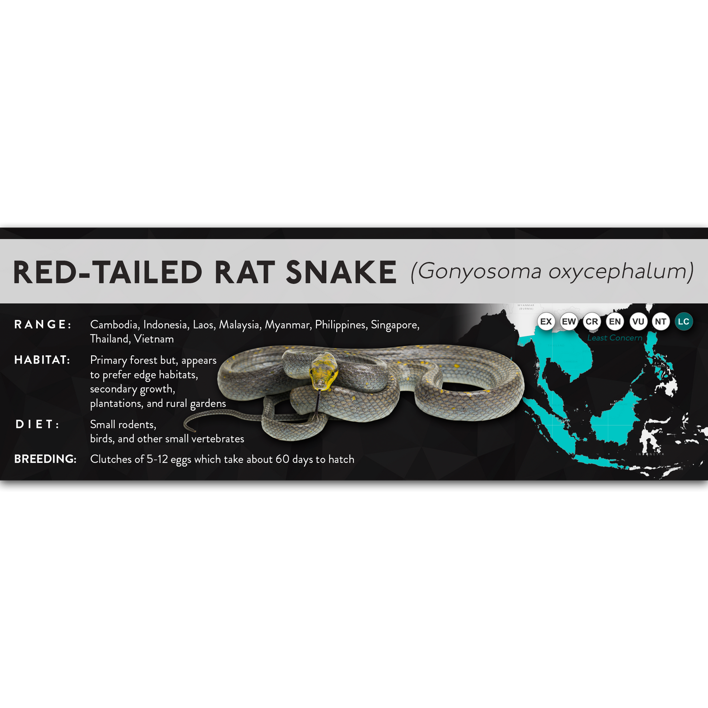 Red-Tailed Rat Snake (Gonyosoma oxycephalum) - X Label