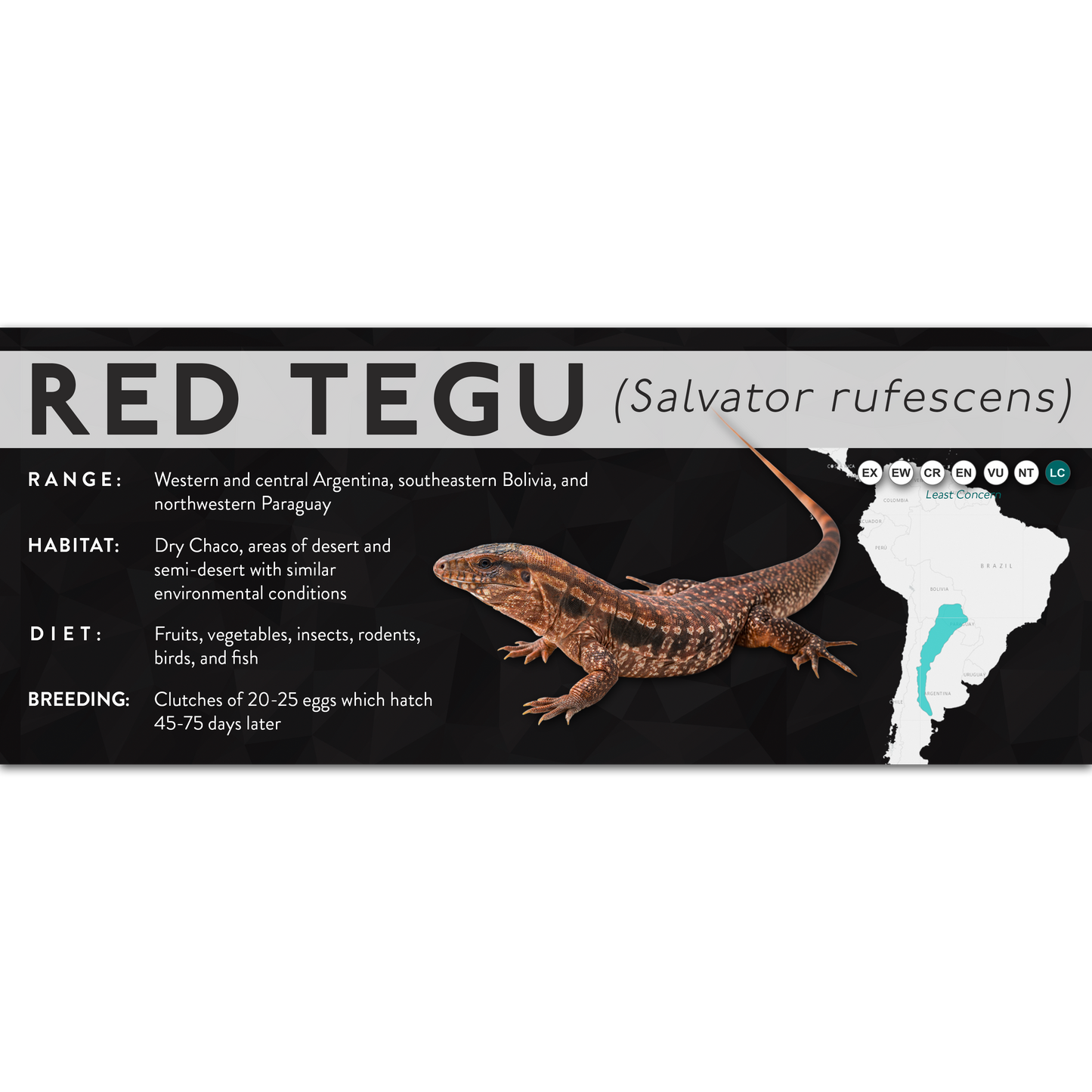 Red Tegu (Salvator rufescens) - X Label
