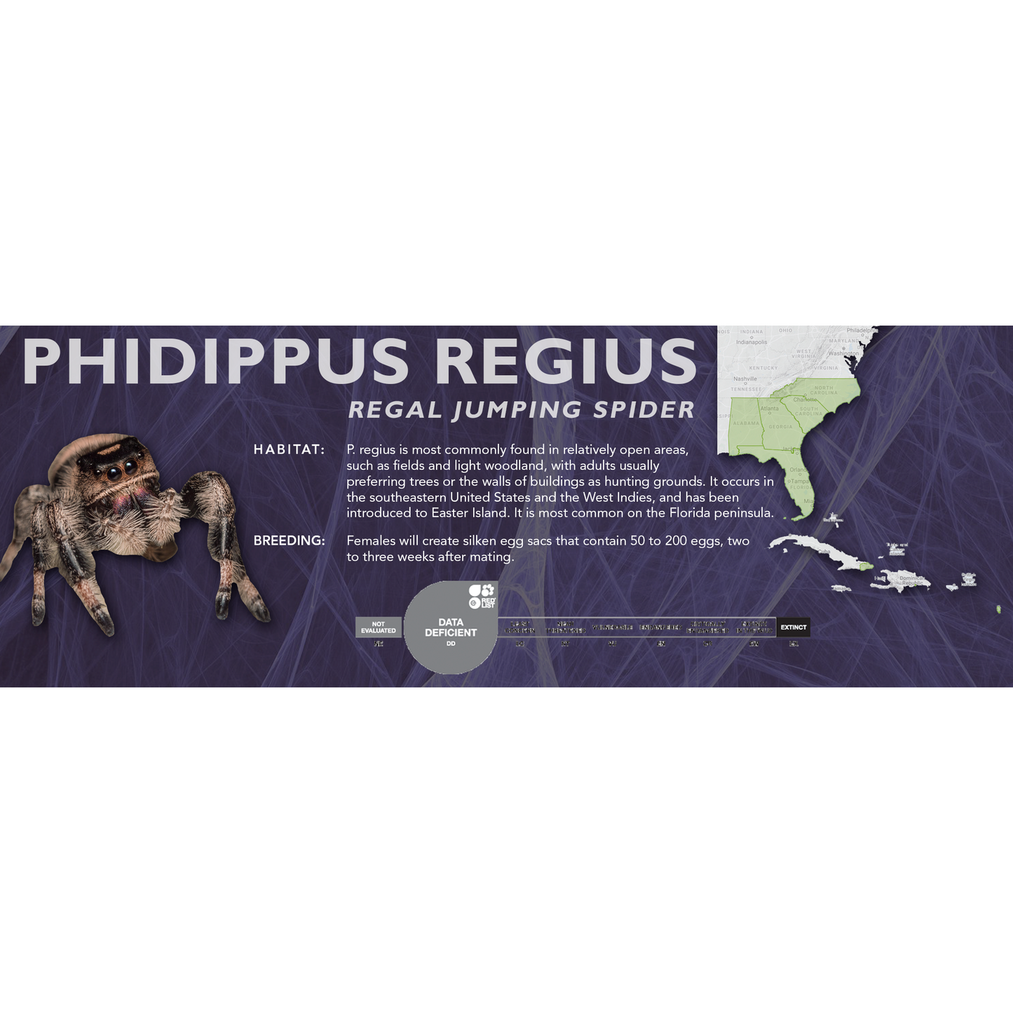 Regal Jumping Spider (Phidippus regius) - Classic Vivarium Label