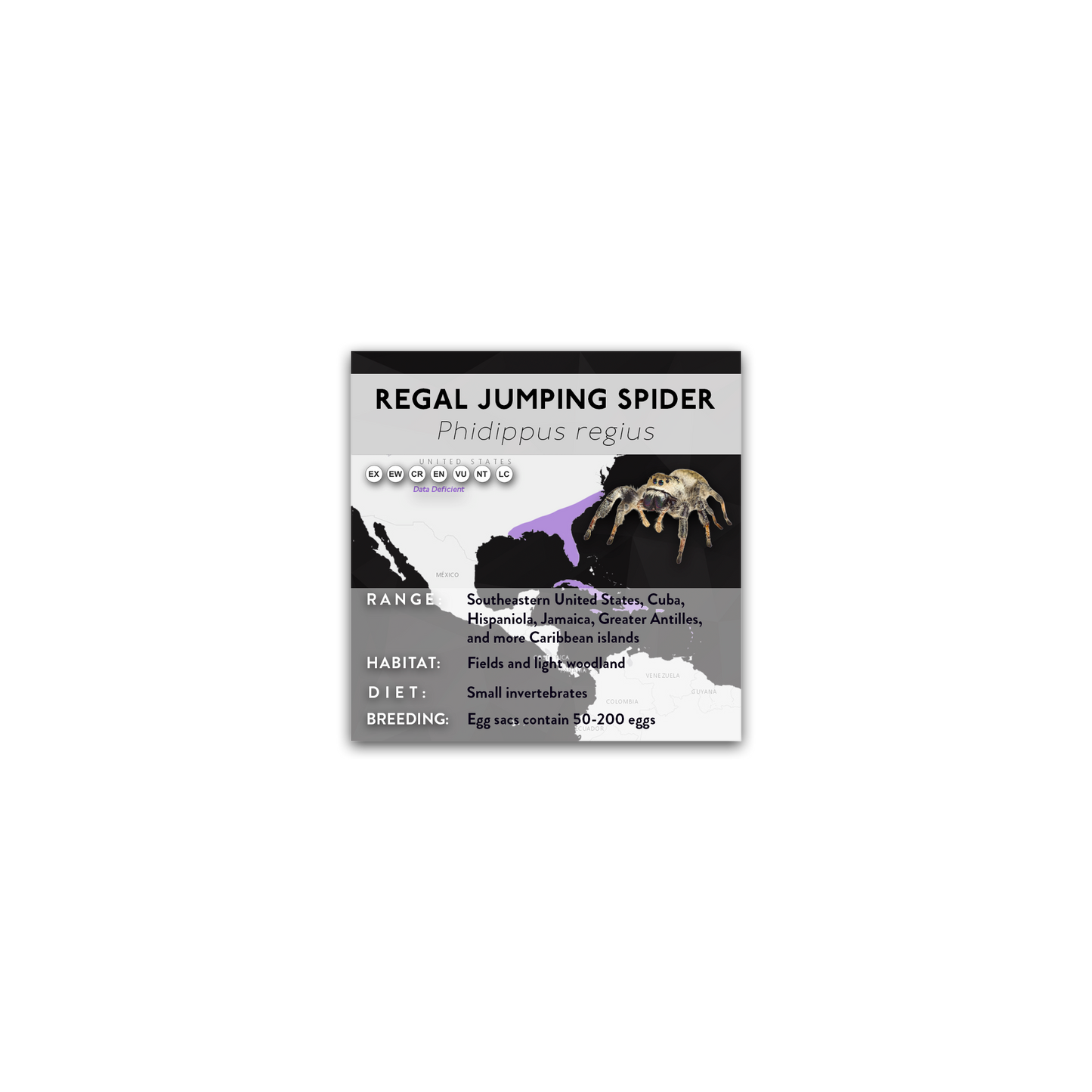 Regal Jumping Spider (Phidippus regius) - X Label