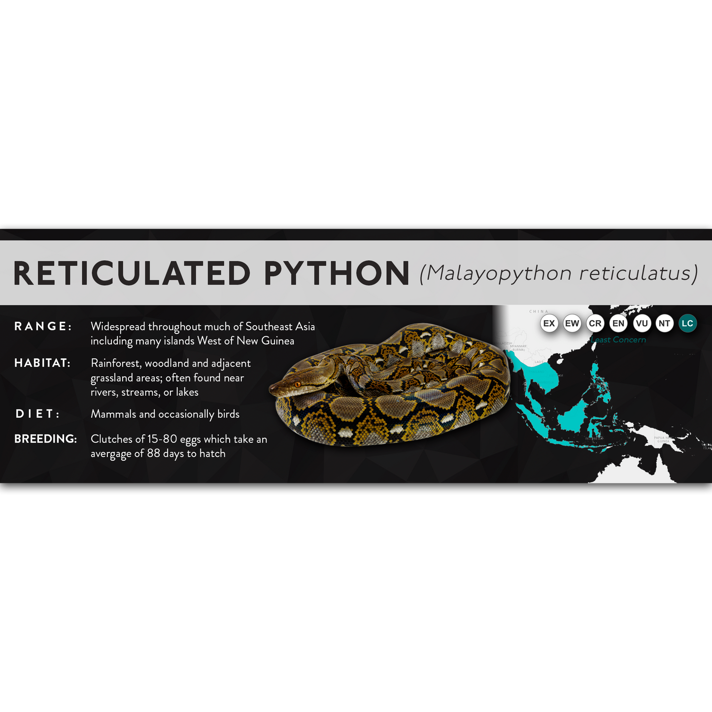 Reticulated Python (Malayopython reticulatus) - X Label