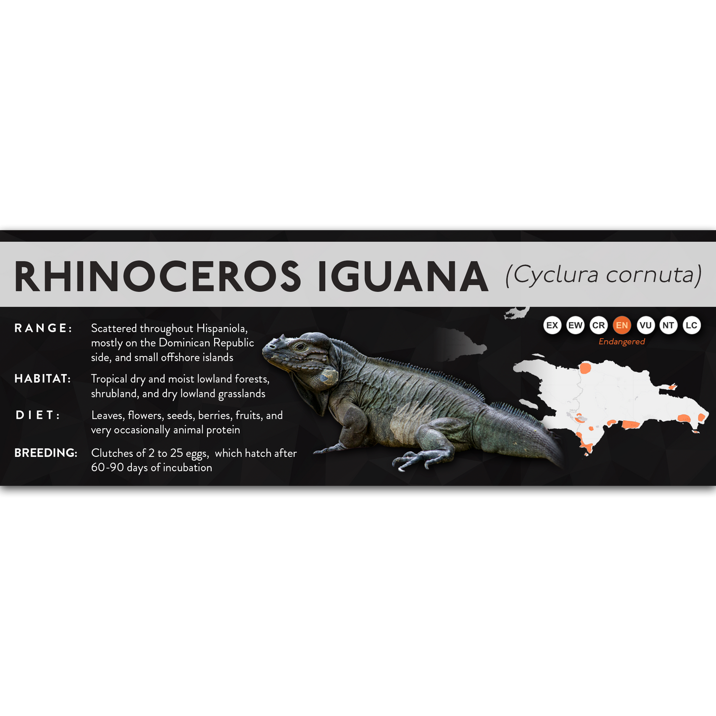 Rhinoceros Iguana (Cyclura cornuta) - X Label