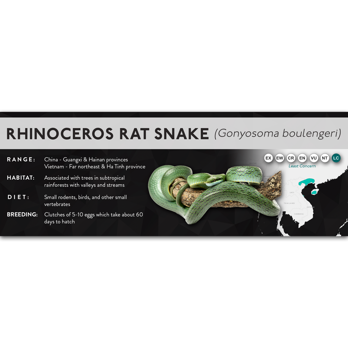 Rhinoceros Rat Snake (Gonyosoma boulengeri) - X Label