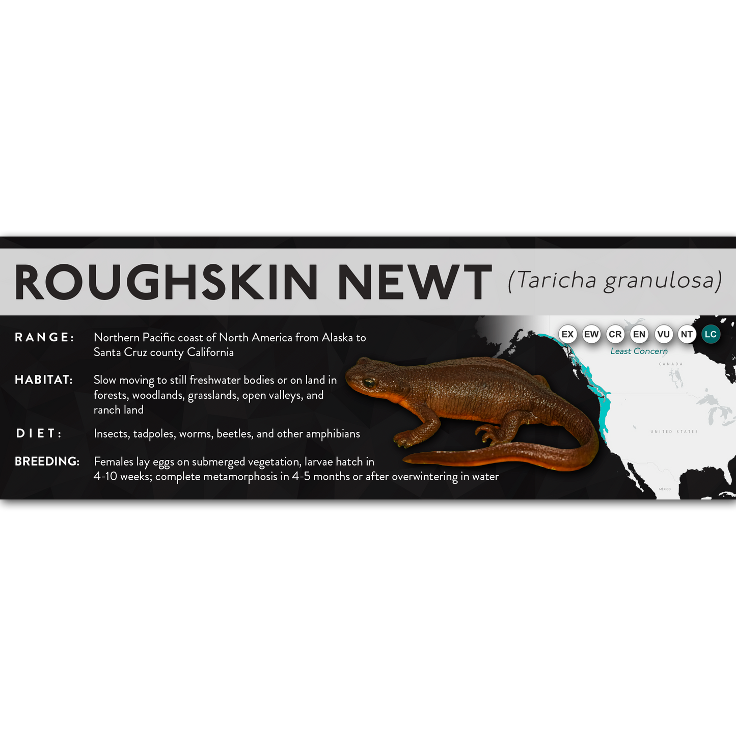 Roughskin Newt (Taricha granulosa) - X Label