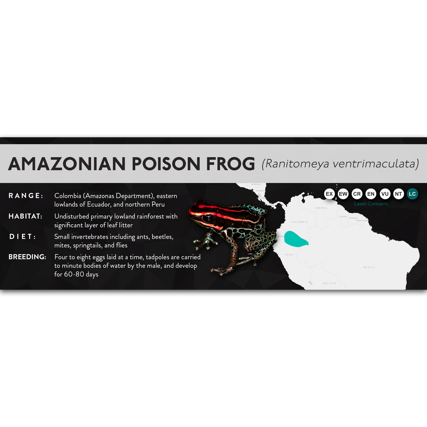 Amazonian Poison Frog (Ranitomeya ventrimaculata) - X Label