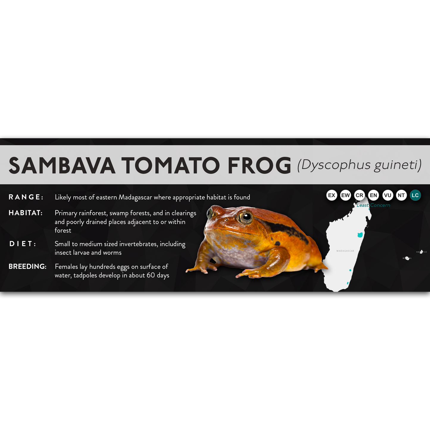 Sambava Tomato Frog (Dyscophus guineti) - X Label