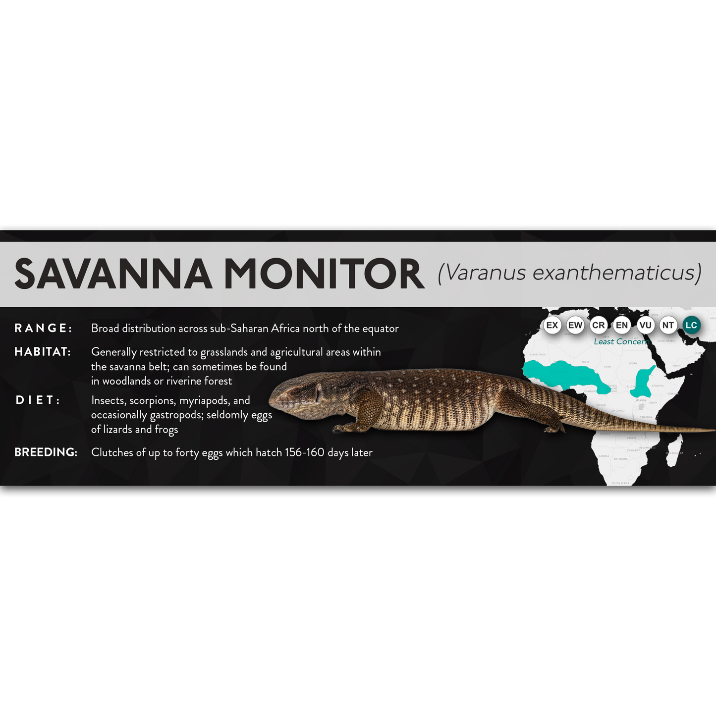 Savanna Monitor (Varanus exanthematicus) - X Label