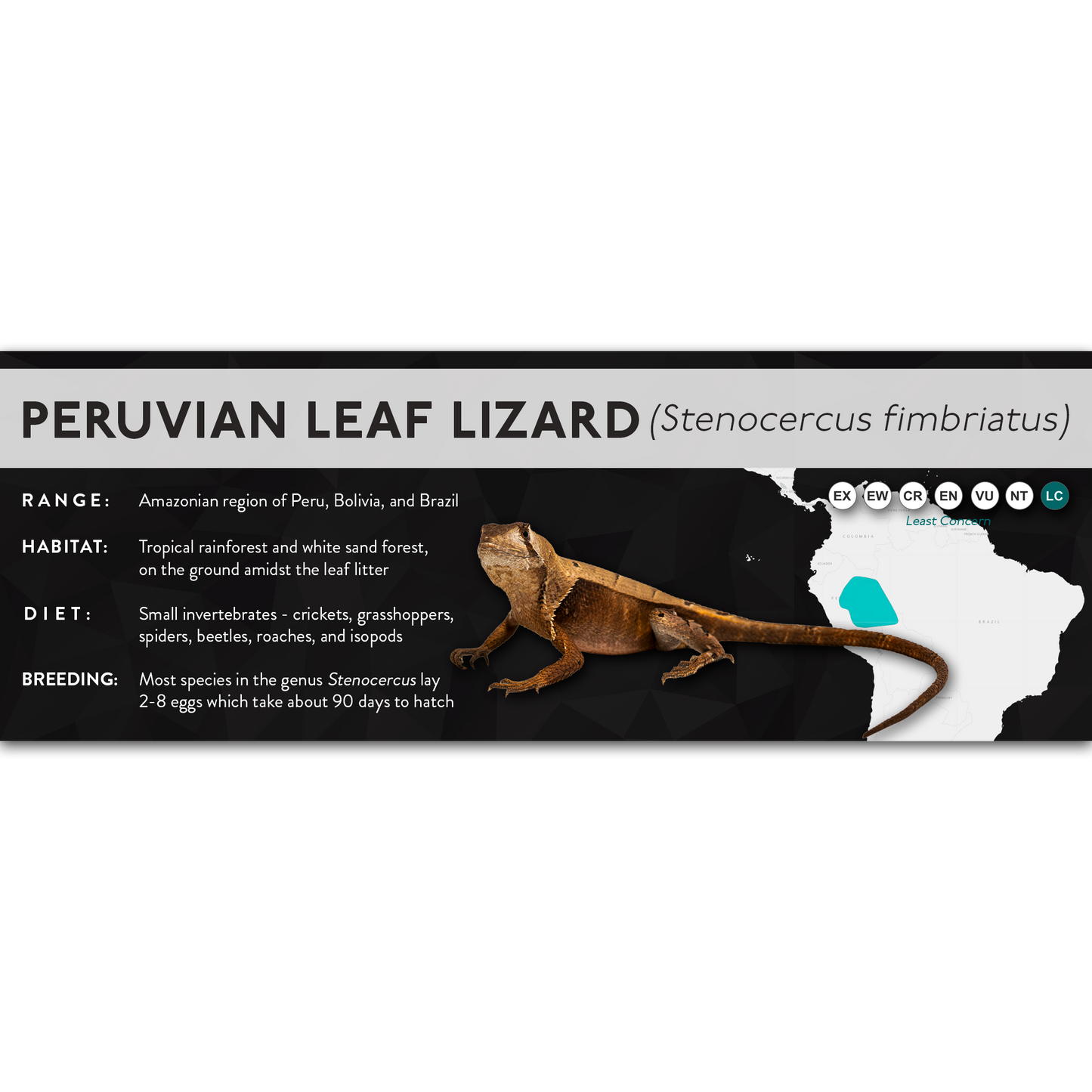 Peruvian Leaf Lizard (Stenocercus fimbriatus) - X Label