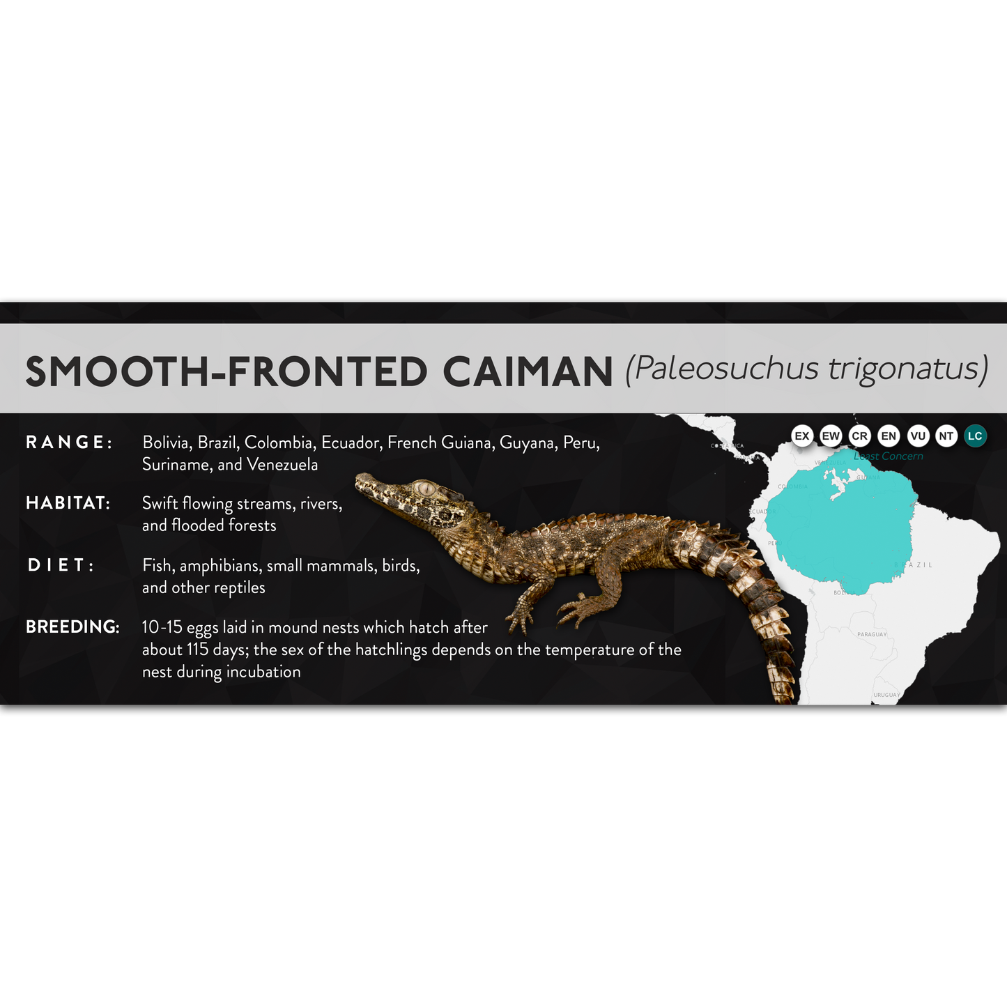 Smooth-Fronted Caiman (Paleosuchus trigonatus) - X Label