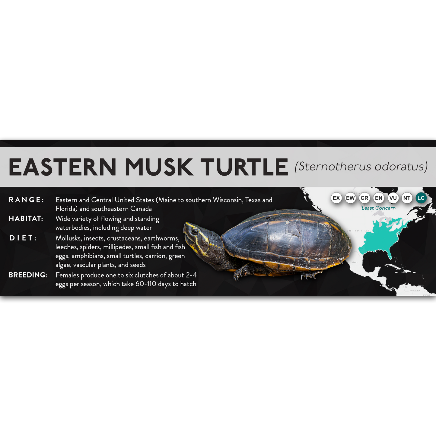 Eastern Musk Turtle (Sternotherus odoratus) - X Label