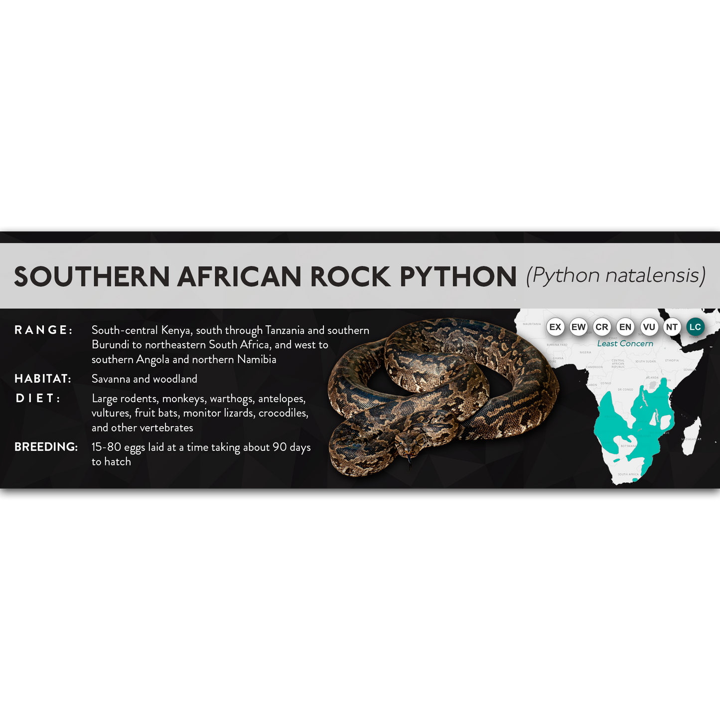 Southern African Rock Python (Python natalensis) - X Label