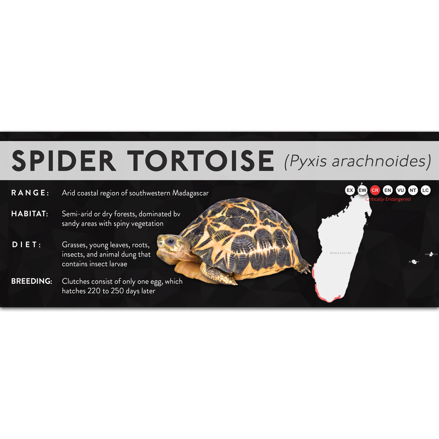 Spider Tortoise (Pyxis arachnoides) - X Label