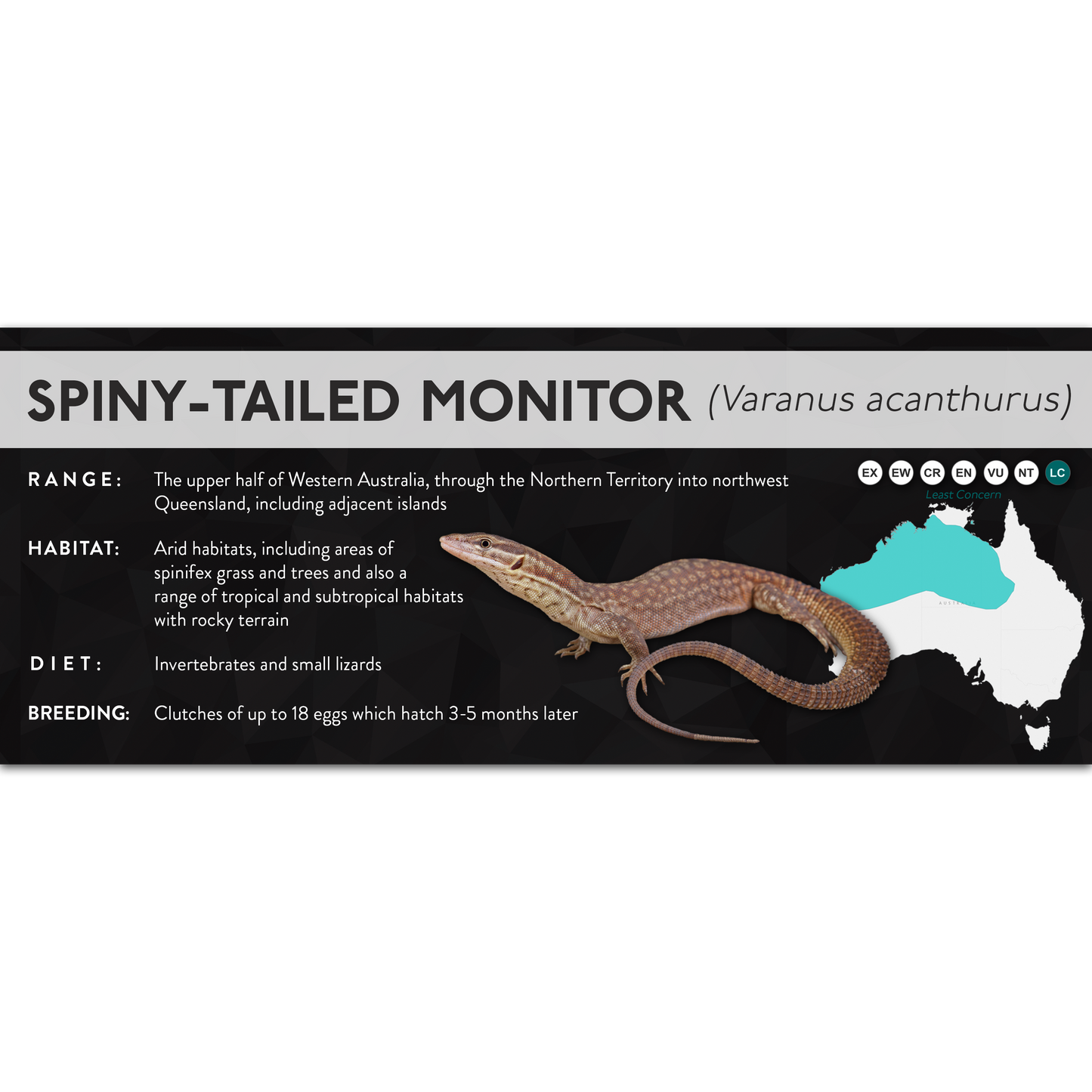 Spiny-Tailed Monitor (Varanus acanthurus) - X Label