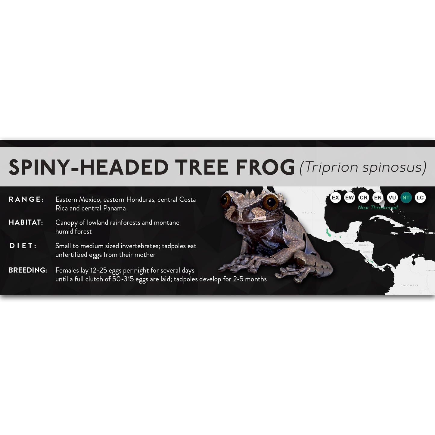 Spiny-Headed Tree Frog (Triprion spinosus) - X Label