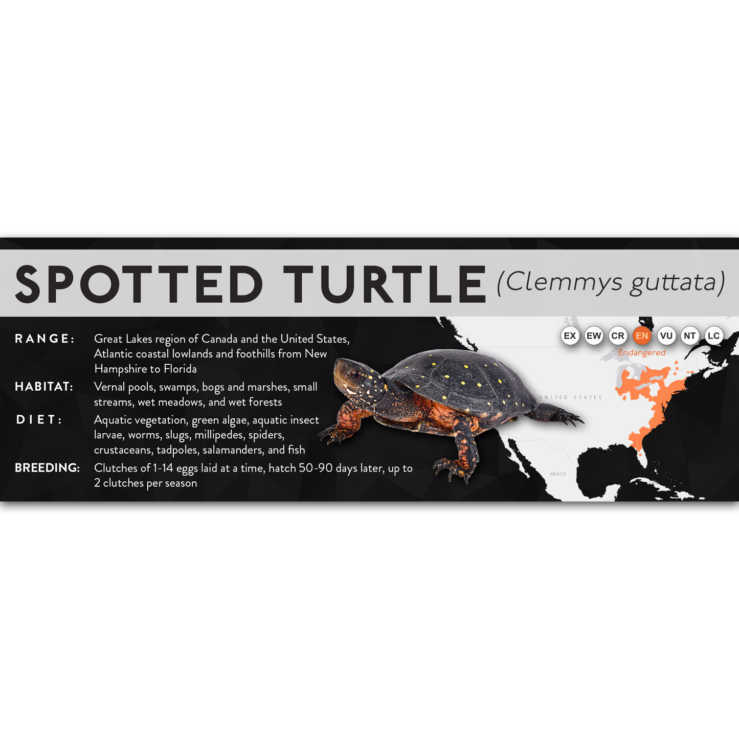 Spotted Turtle (Clemmys guttata) - X Label