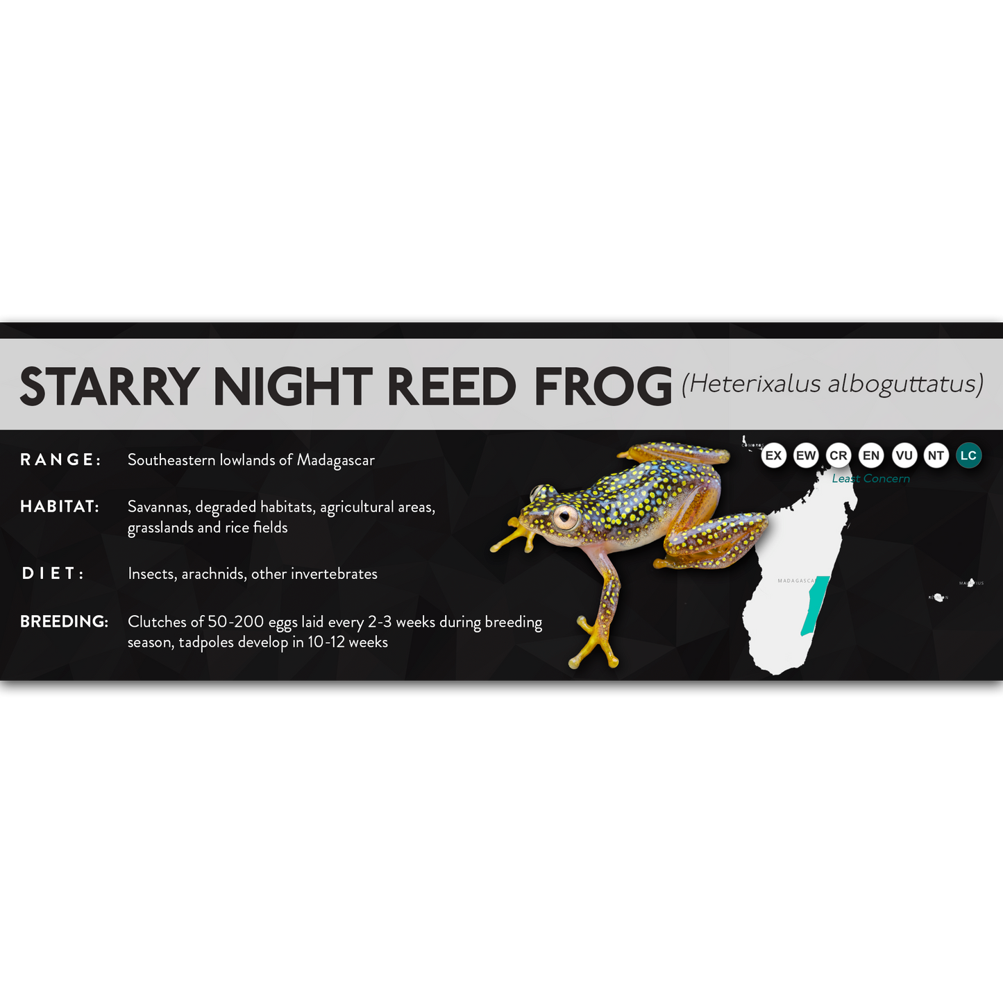 Starry Night Reed Frog (Heterixalus alboguttatus) - X Label