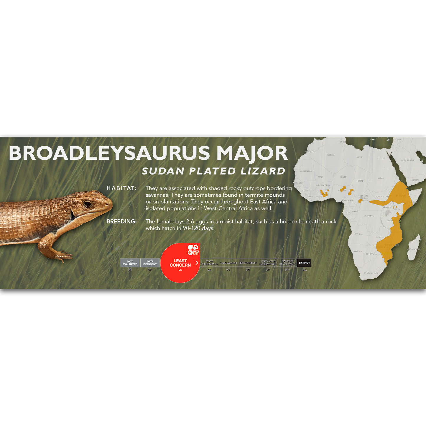 Sudan Plated Lizard (Broadleysaurus major) Classic Vivarium Label
