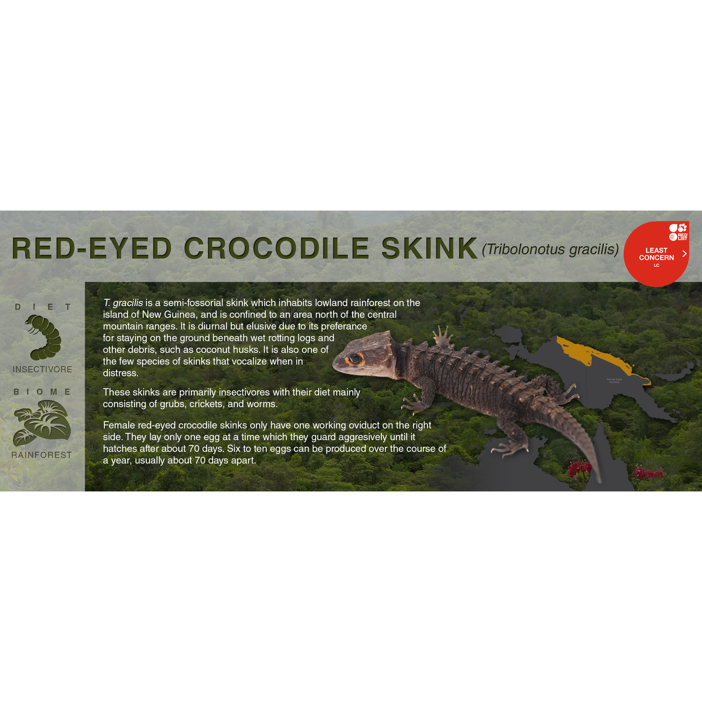 Red-Eyed Crocodile Skink (Tribolonotus gracilis) - Black Series Vivarium Label