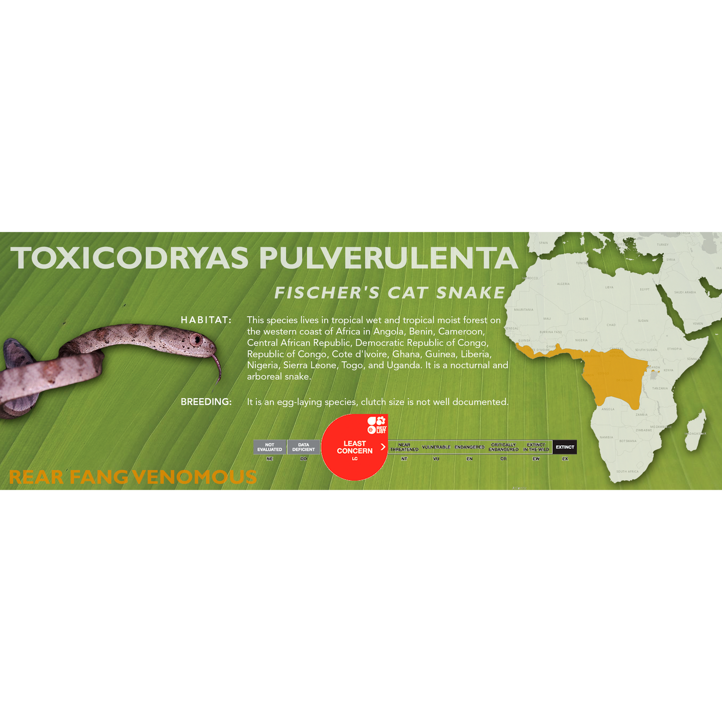 Fischer's Cat Snake (Toxicodryas pulverulenta) Classic Vivarium Label