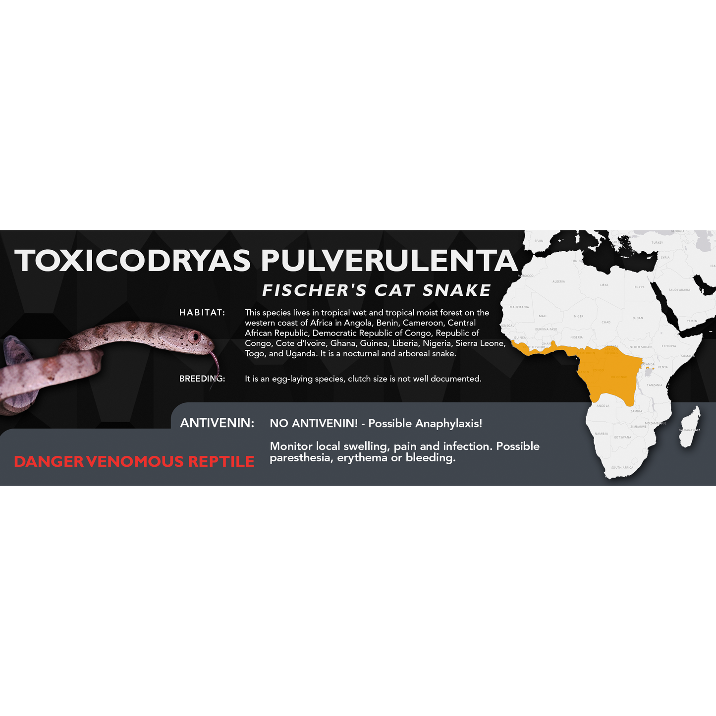 Fischer's Cat Snake (Toxicodryas pulverulenta) Classic Vivarium Label