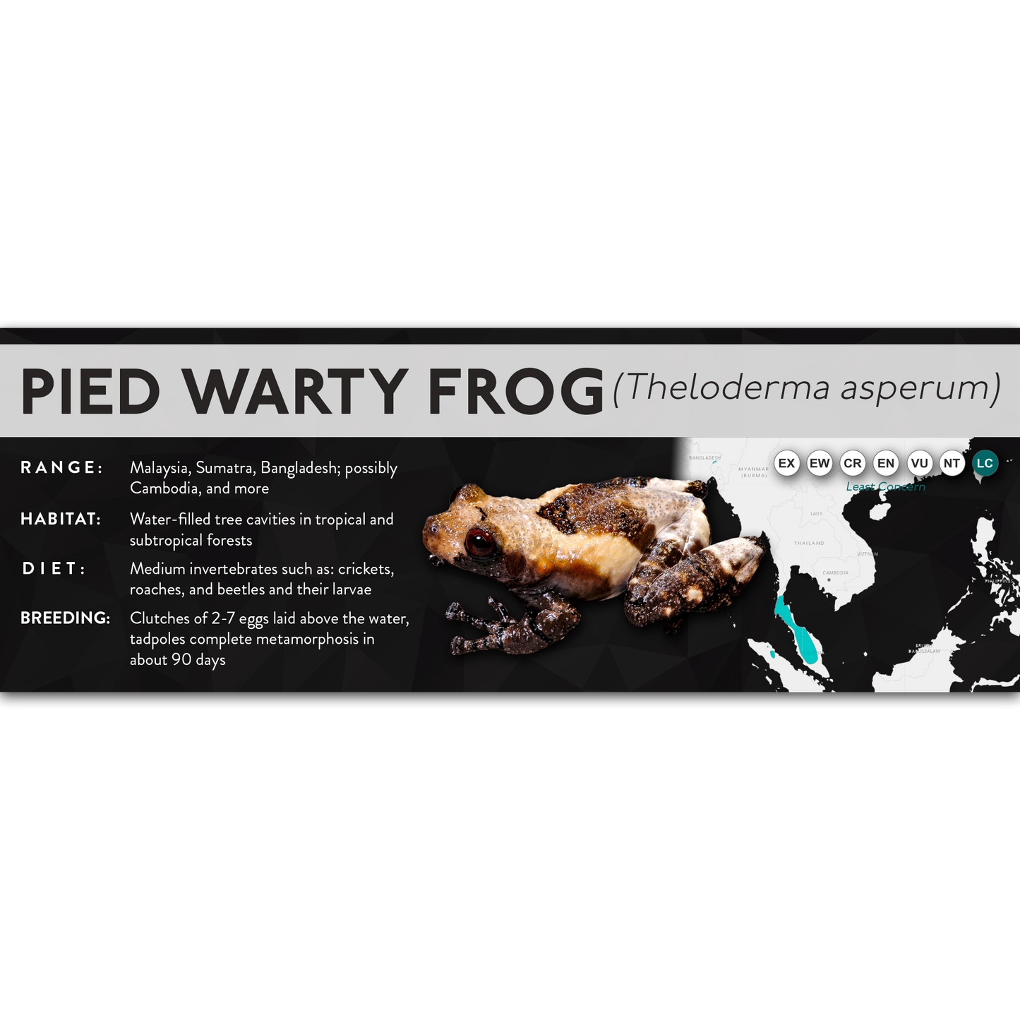 Pied Warty Frog (Theloderma asperum) - X Label
