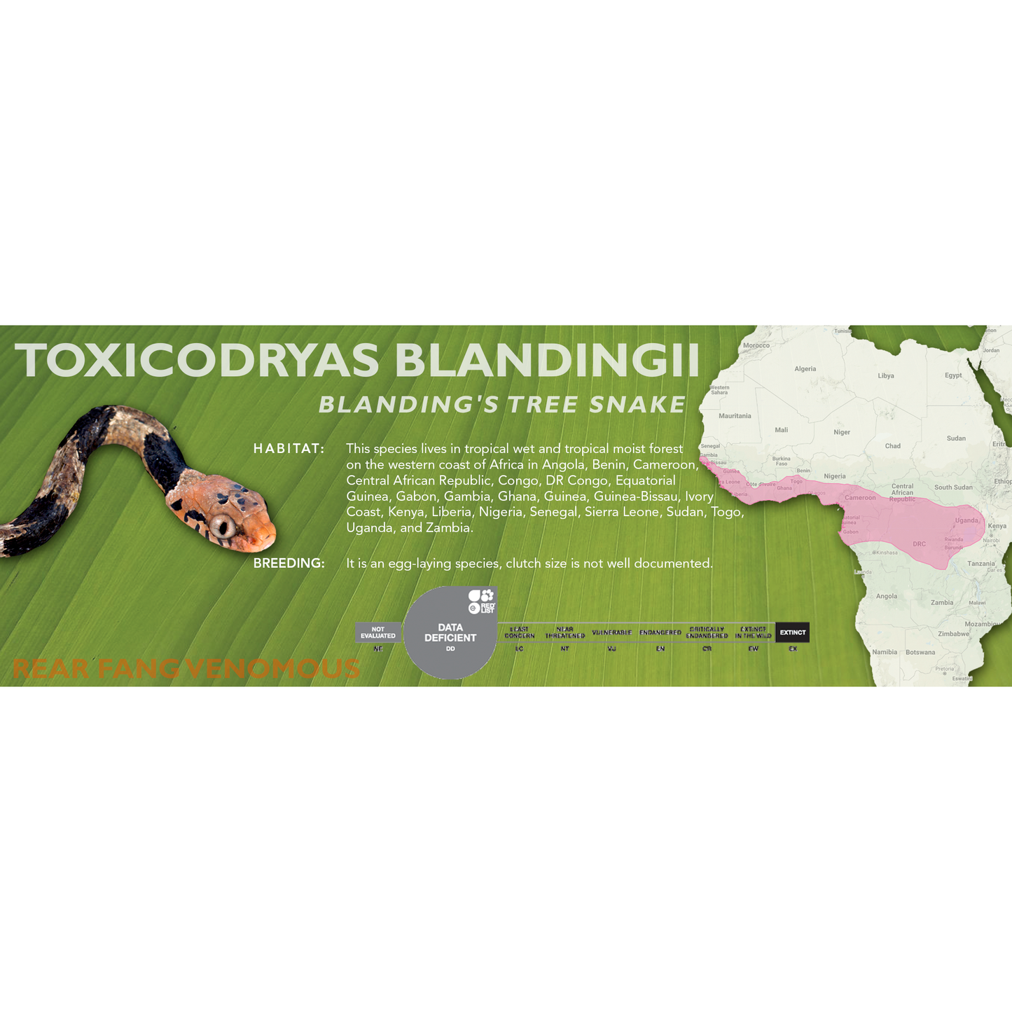 Blanding's Tree Snake (Toxicodryas blandingii) Classic Vivarium Label