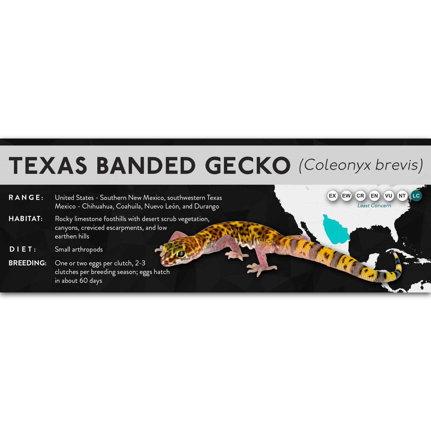 Texas Banded Gecko (Coleonyx brevis) - X Label