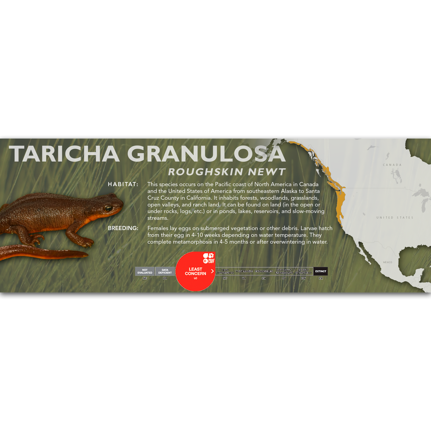Roughskin Newt (Taricha granulosa) - Classic Vivarium Label