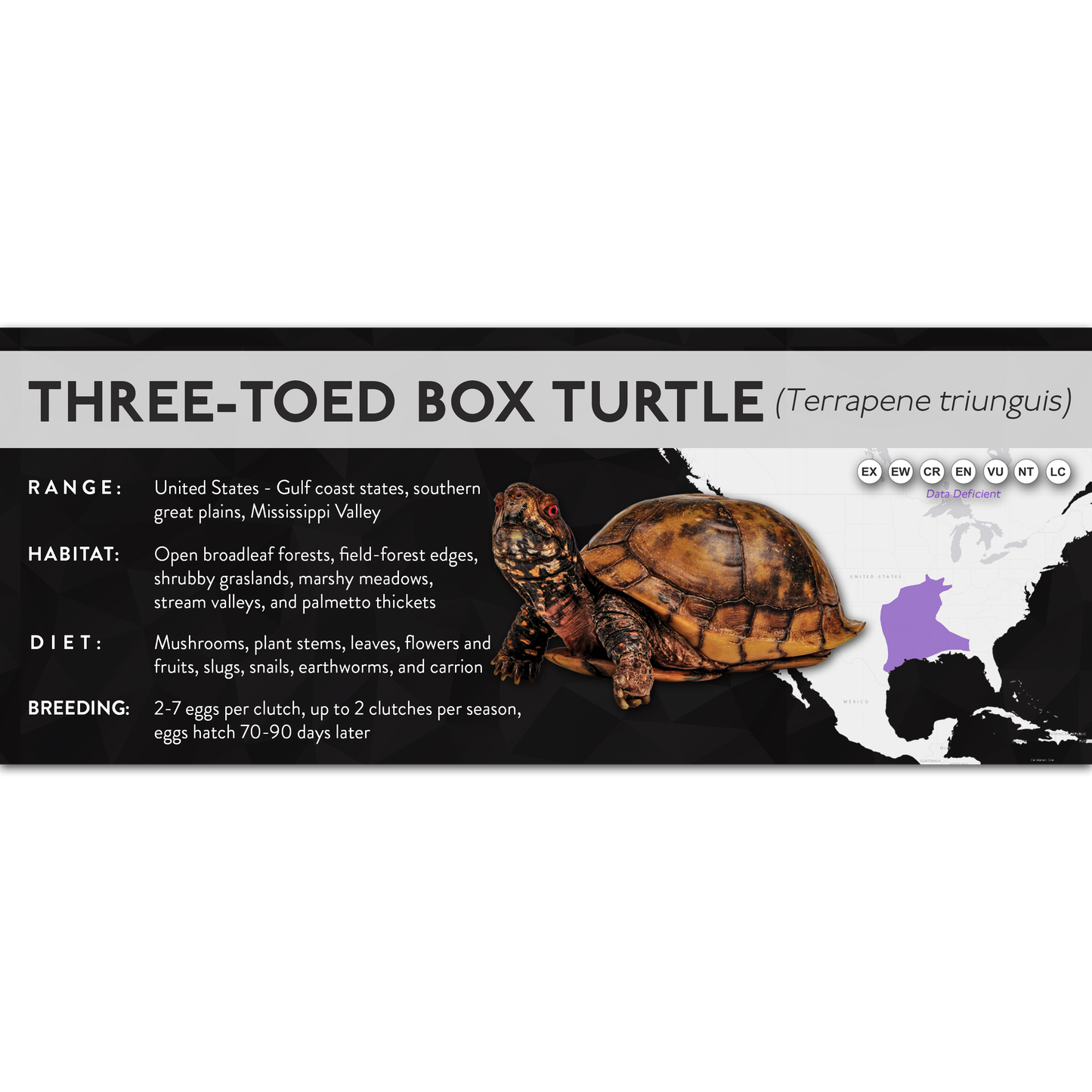 Three-Toed Box Turtle (Terrapene triunguis) - X Label