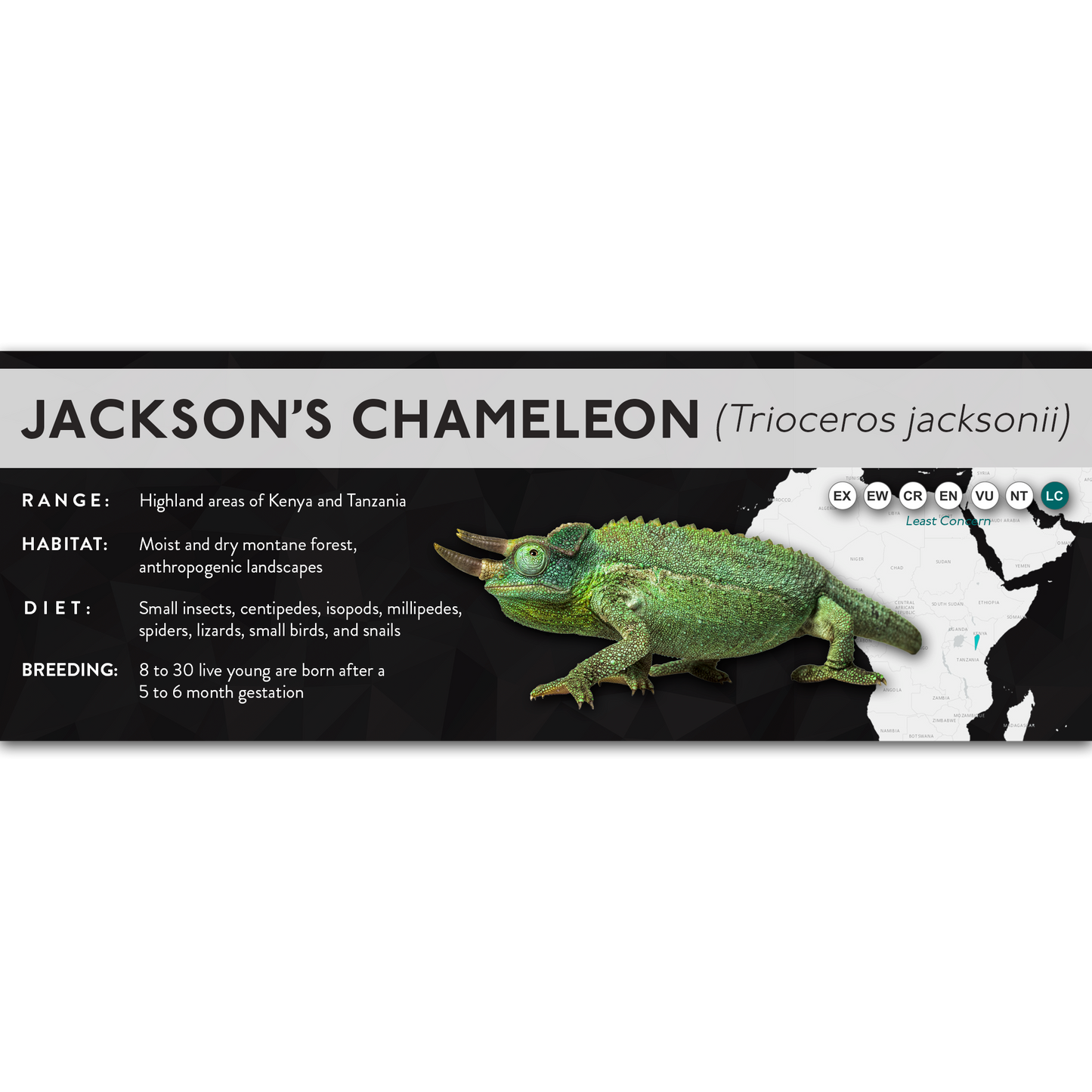Jackson's Chameleon (Trioceros jacksonii) - X Label