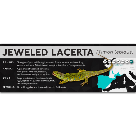Jeweled Lacerta (Timon lepidus) - X Label