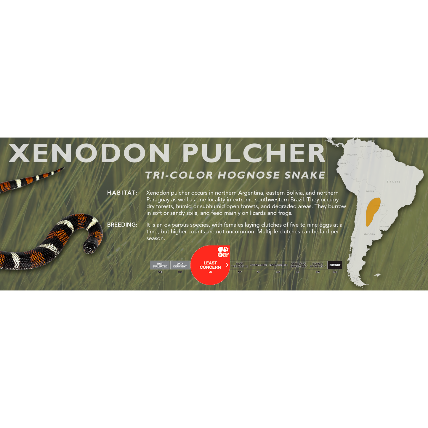 Tri-Color Hognose Snake (Xenodon pulcher) Classic Vivarium Label