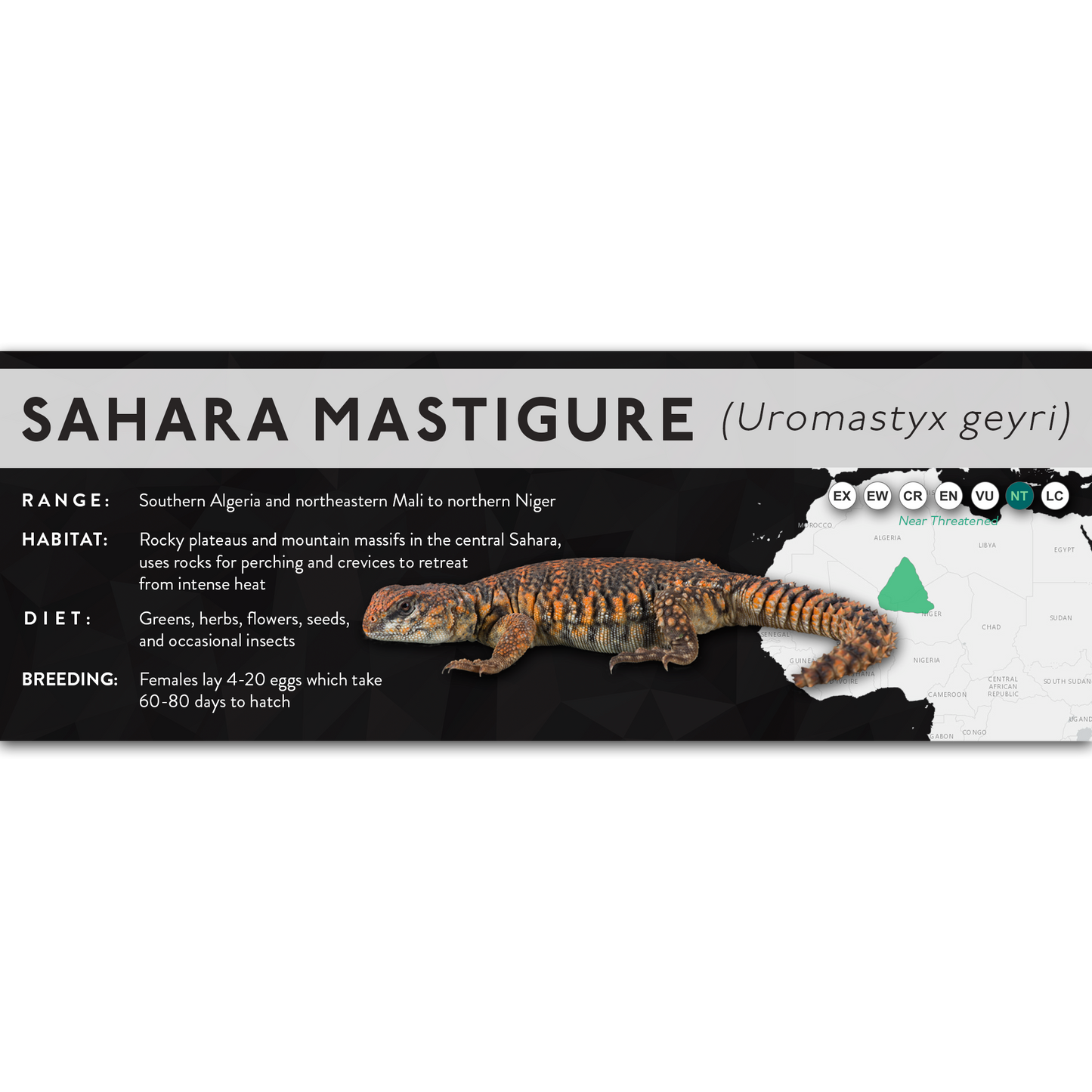 Sahara Mastigure (Uromastyx geyri) - X Label