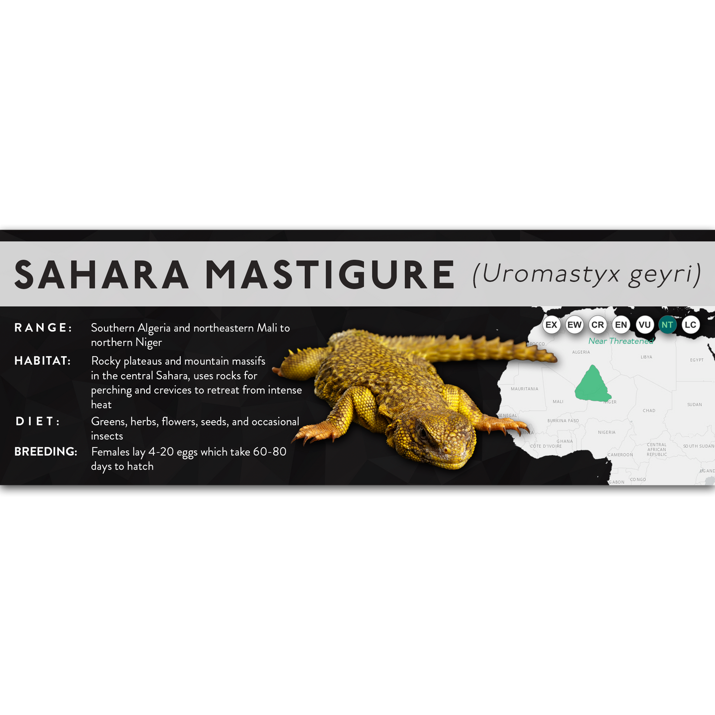 Sahara Mastigure (Uromastyx geyri) - X Label