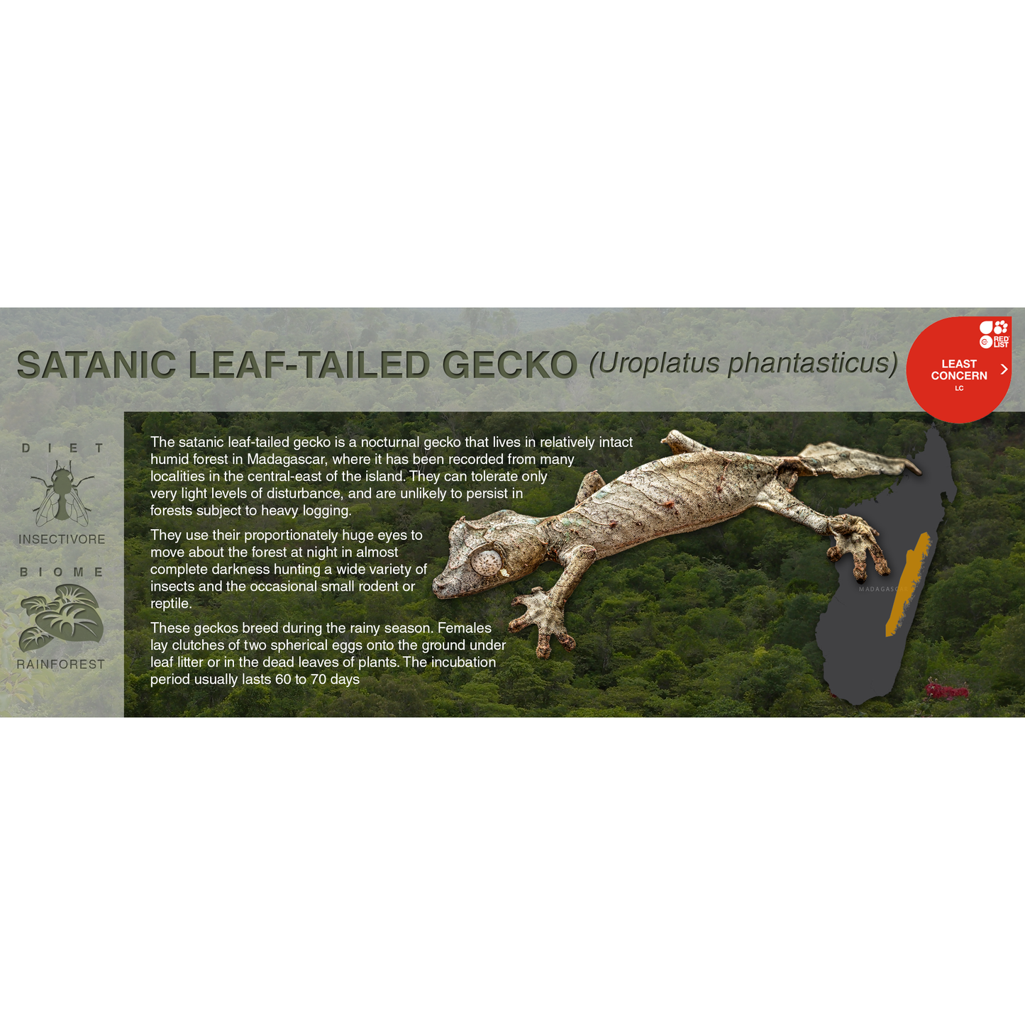 Satanic Leaf-Tailed Gecko (Uroplatus phantasticus) - Black Series Vivarium Label