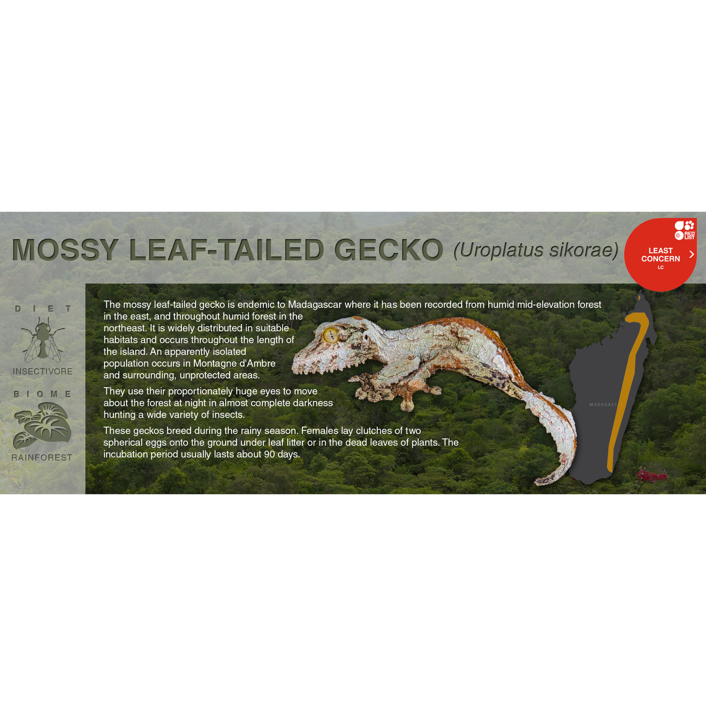 Mossy Leaf-Tailed Gecko (Uroplatus sikorae) - Black Series Vivarium Label