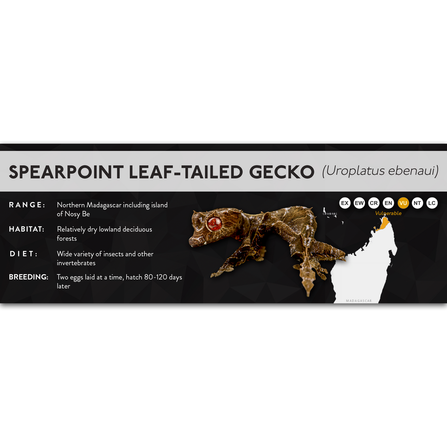 Spearpoint Leaf-Tailed Gecko (Uroplatus ebenaui) - X Label