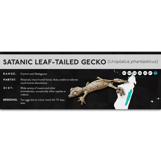 Satanic Leaf-Tailed Gecko (Uroplatus phantasticus) - X Label
