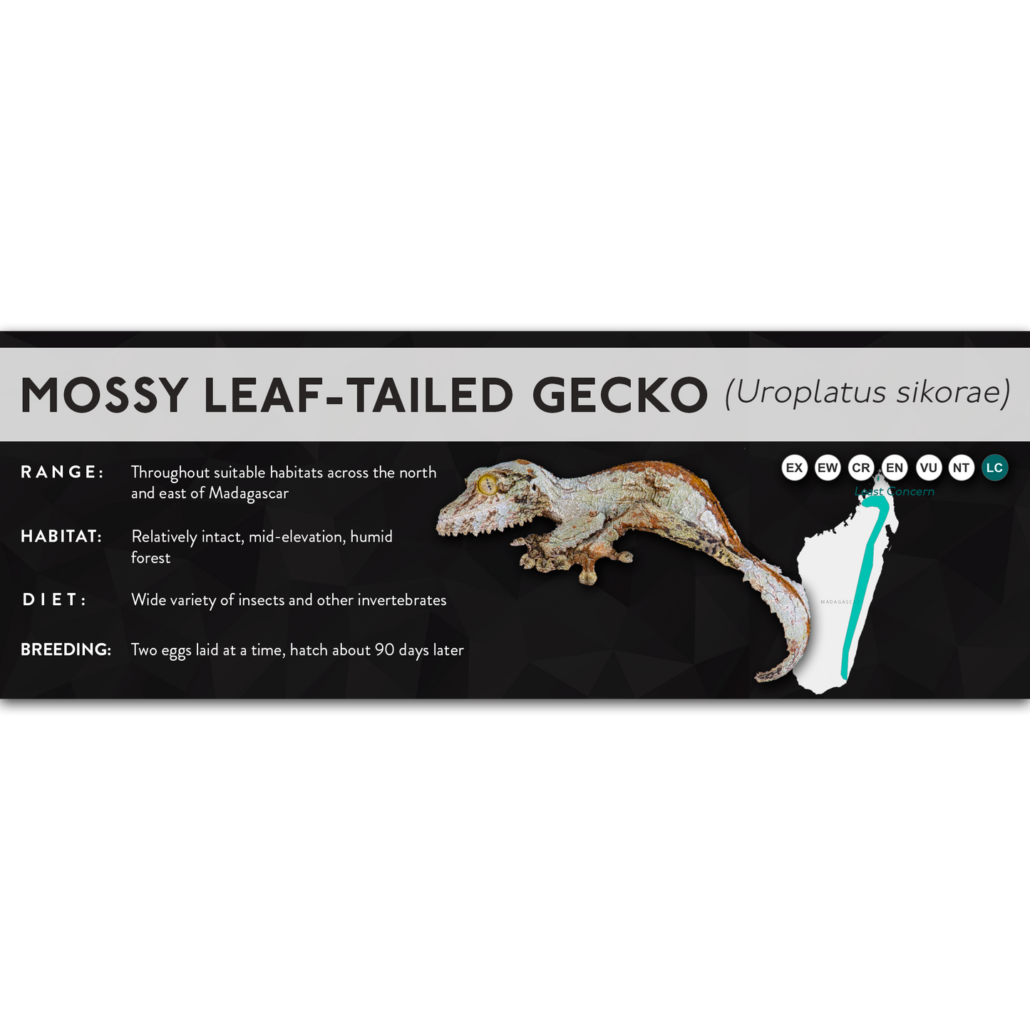 Mossy Leaf-Tailed Gecko (Uroplatus sikorae) - X Label
