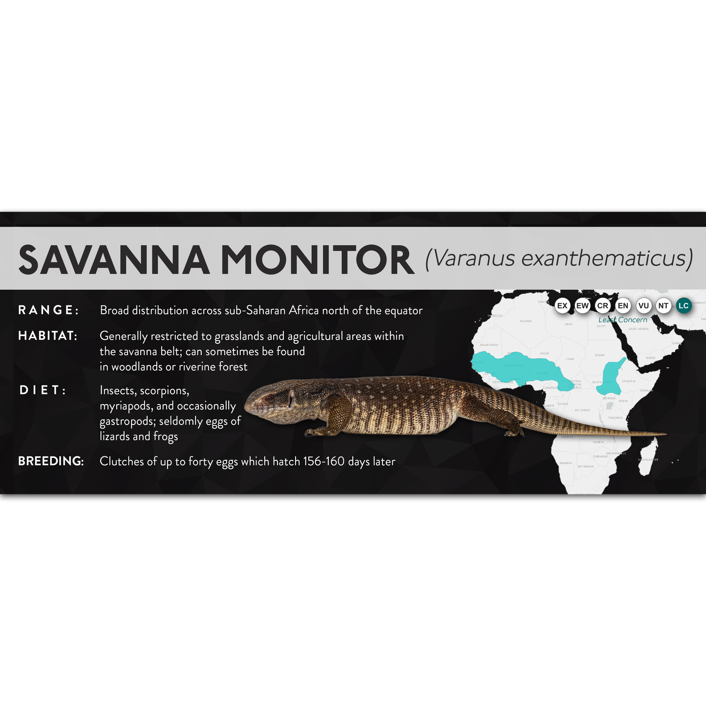 Savanna Monitor (Varanus exanthematicus) - X Label