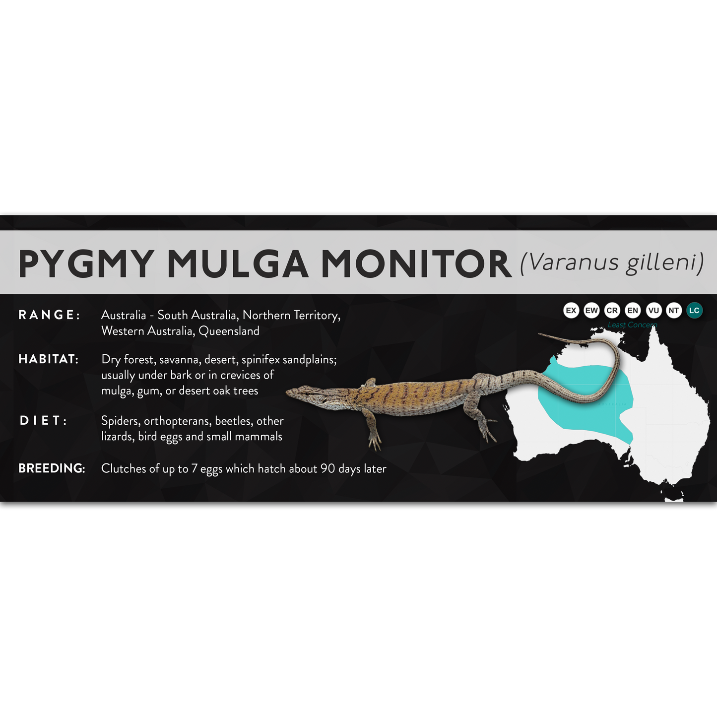Pygmy Mulga Monitor (Varanus gilleni) - X Label