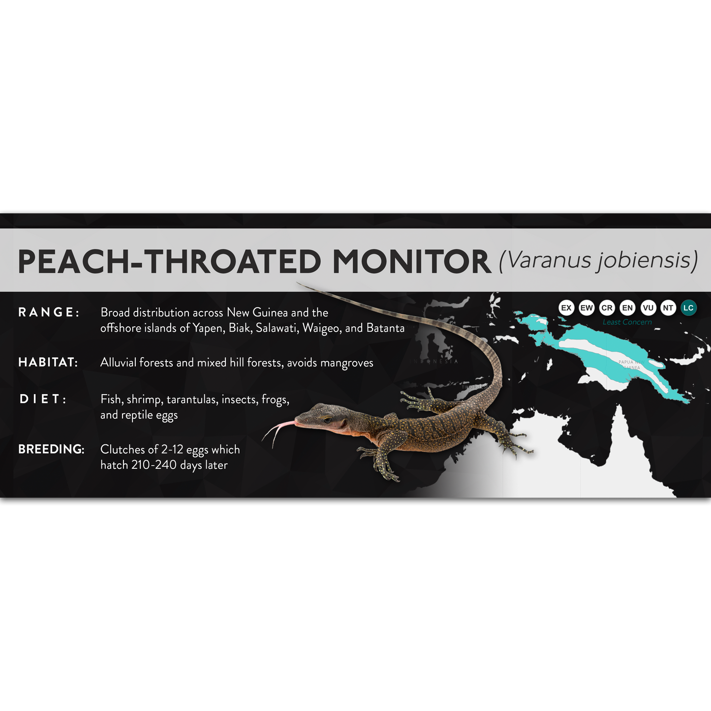 Peach-Throated Monitor (Varanus jobiensis) - X Label
