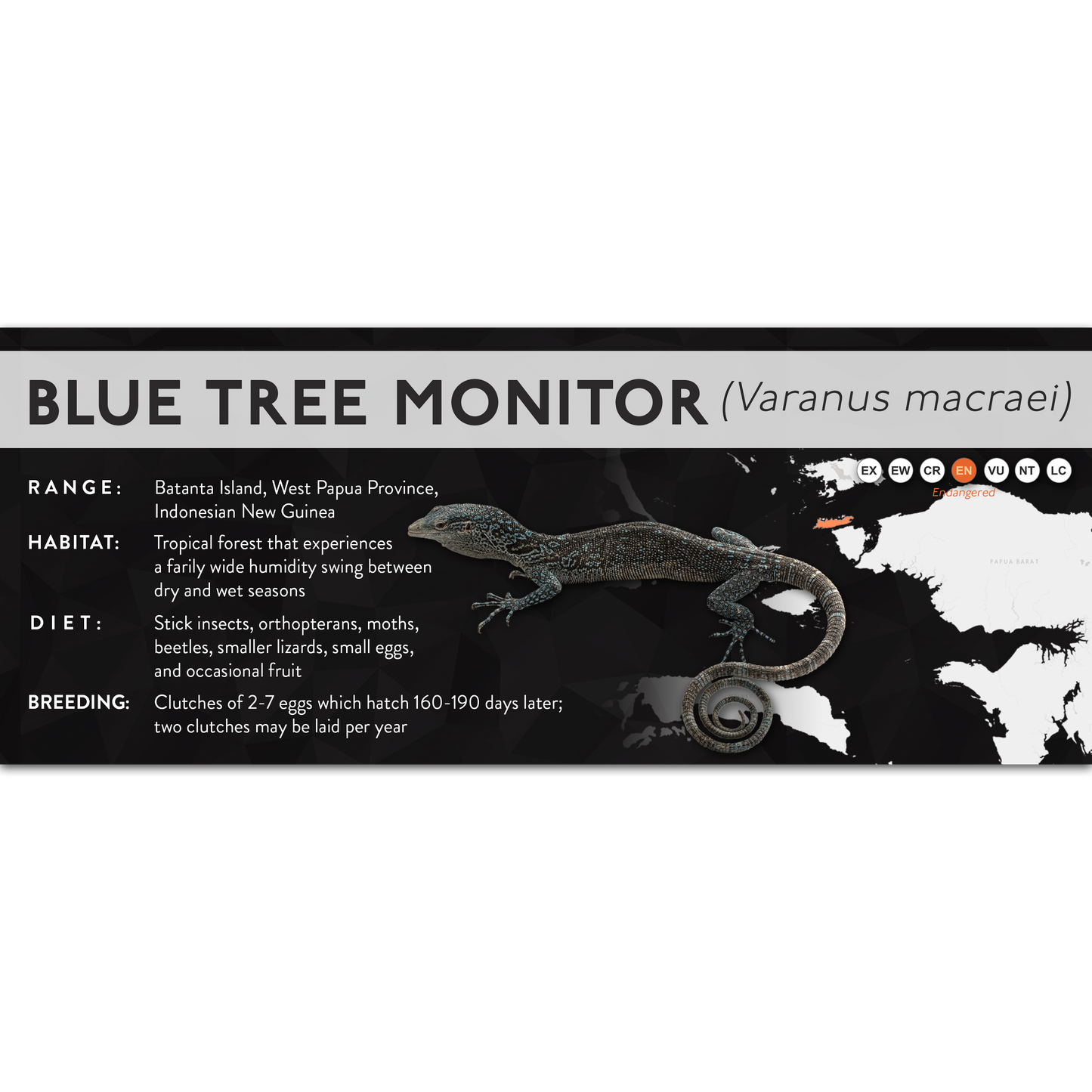 Blue Tree Monitor (Varanus macraei) - X Label
