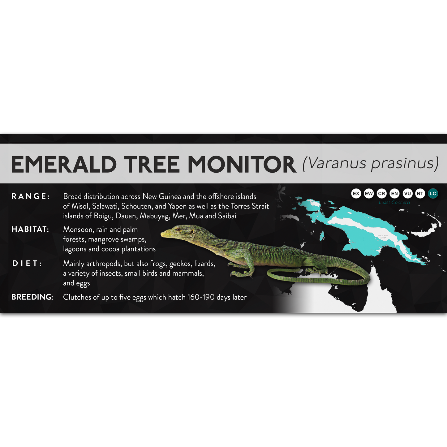 Emerald Tree Monitor (Varanus prasinus) - X Label