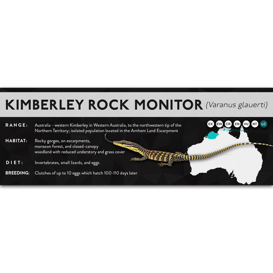 Kimberley Rock Monitor (Varanus glauerti) - X Label