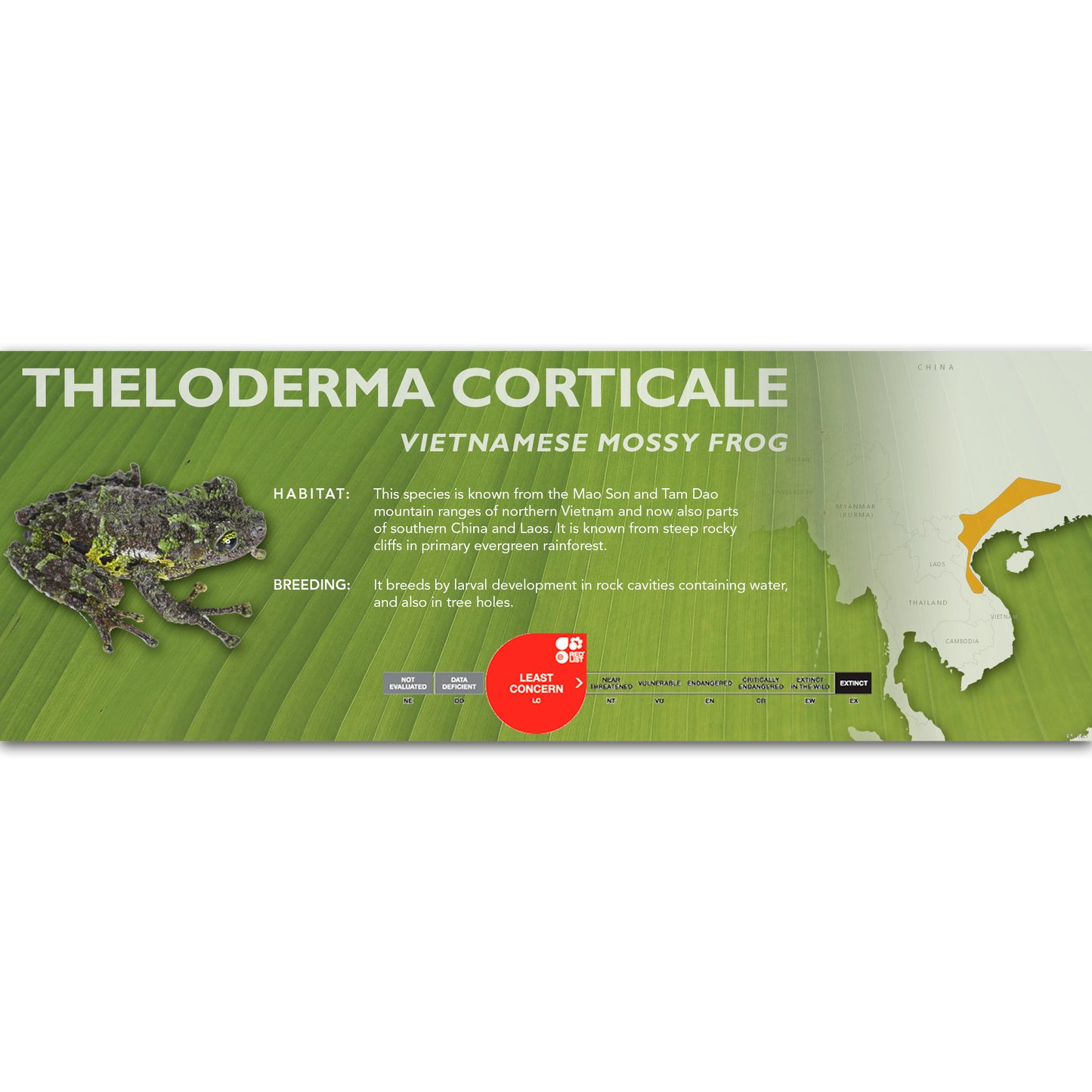 Vietnamese Mossy Frog (Theloderma corticale) - Classic Vivarium Label