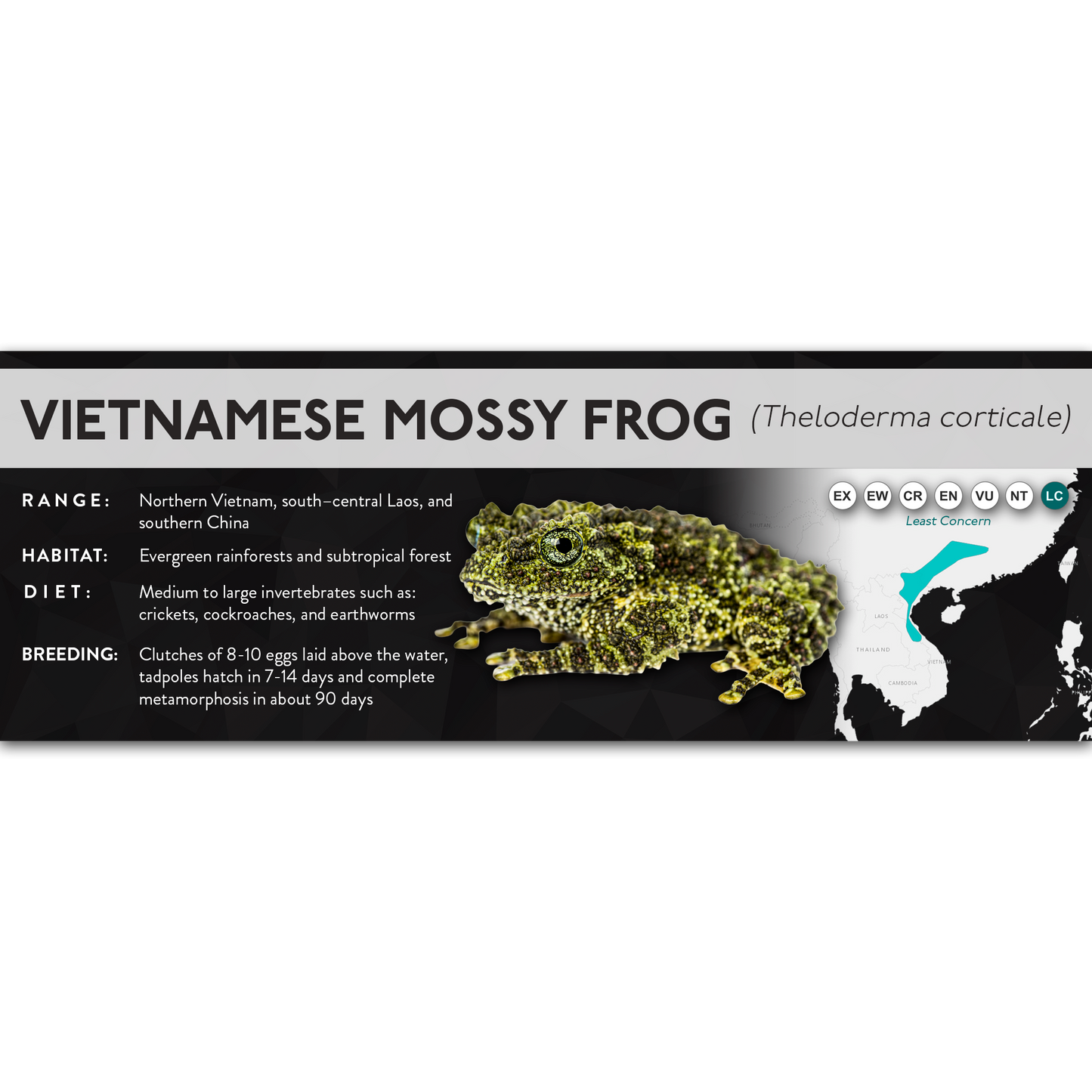 Vietnamese Mossy Frog (Theloderma corticale) - X Label
