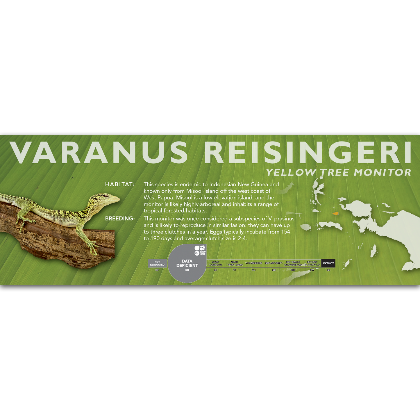 Yellow Tree Monitor (Varanus reisingeri) Classic Vivarium Label